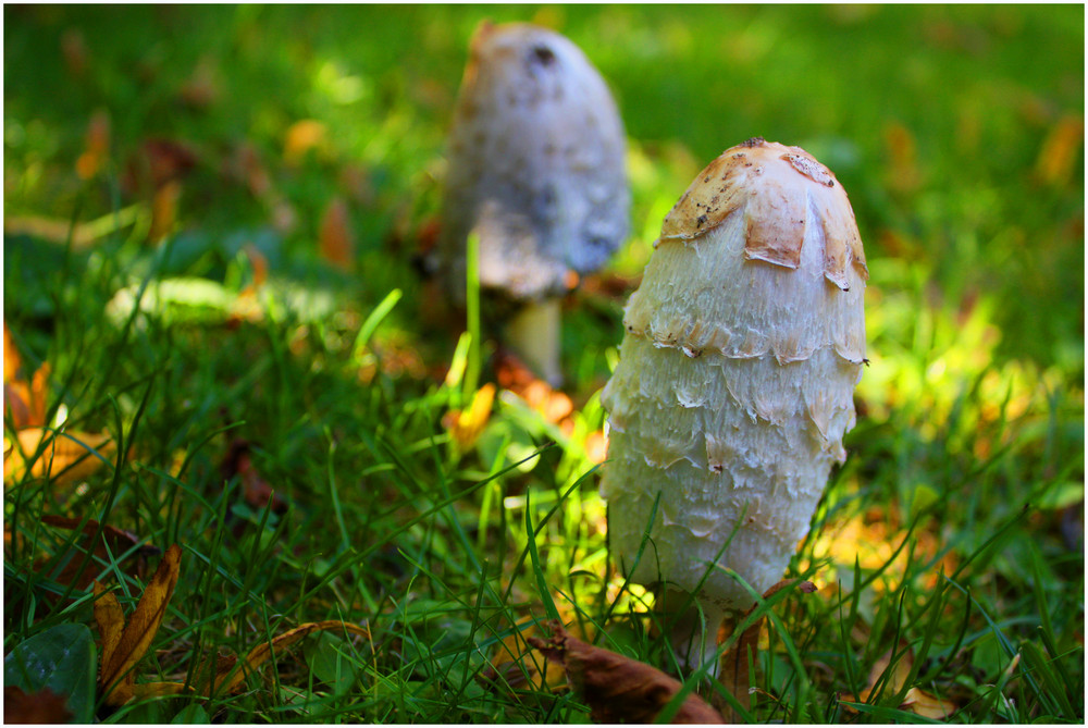 Sie schießen aus dem Boden. Die Pilze