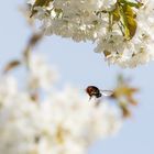 Sie schlägt vor Glück einen Purzelbaum