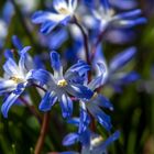 Sie schmücken jetzt meinen Garten