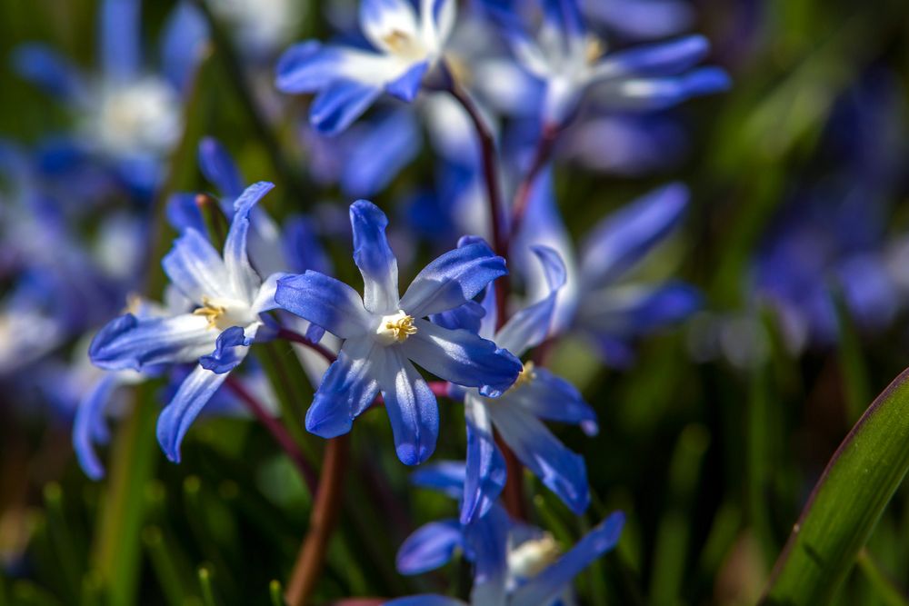 Sie schmücken jetzt meinen Garten