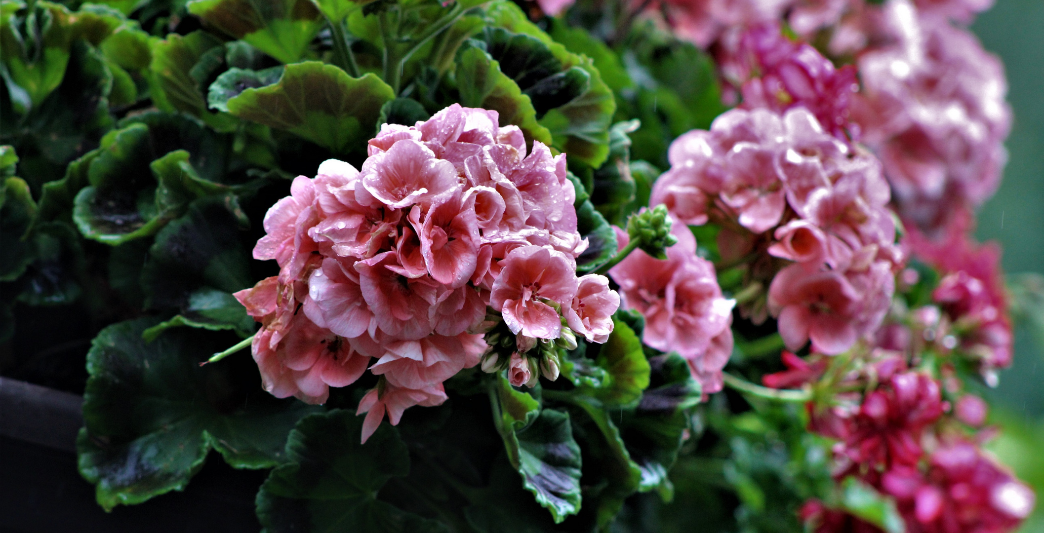 sie schmücken so manchen Blumenkasten und erfreuten sich hier am Regen