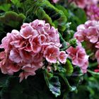 sie schmücken so manchen Blumenkasten und erfreuten sich hier am Regen