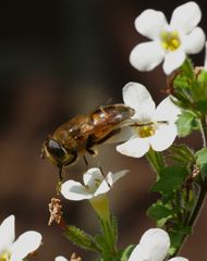 Sie schwebte nur einen Sommer.