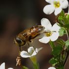 Sie schwebte nur einen Sommer.