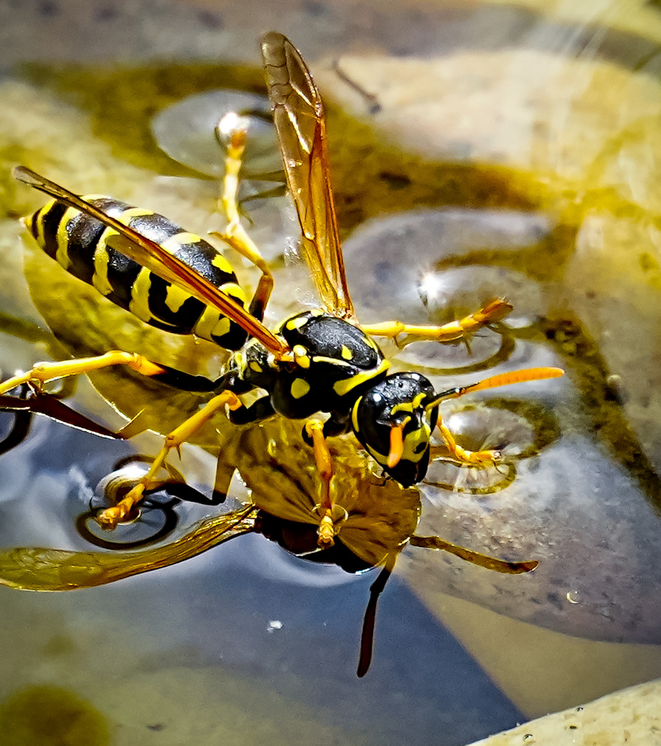 Sie schwimmen beim Trinken ????