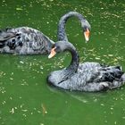 Sie schwimmen ihre Runde 