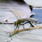 Sie schwimmt am Stock