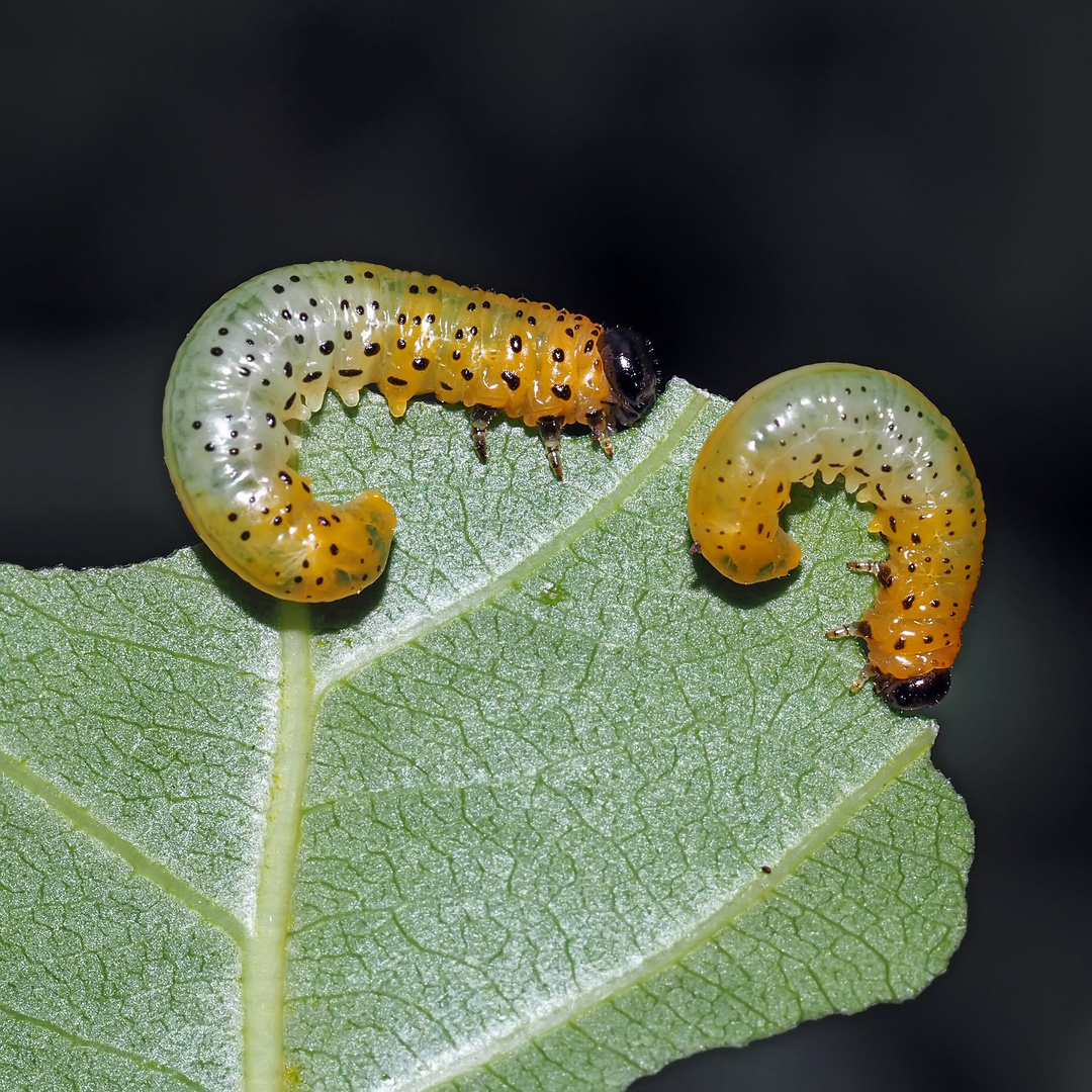 Sie sehen ähnlich aus wie die Larven der Weidenblattwespe (Pteronus salicis)...