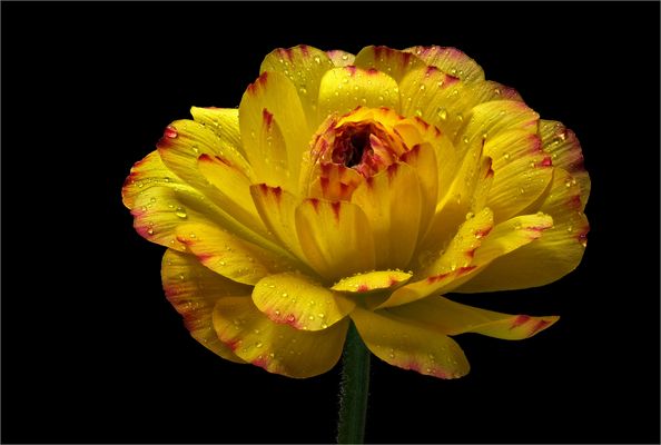 Sie sehen viel schöner aus .. als es ihr Name vermuten lässt - ( Stacking Bild ) 