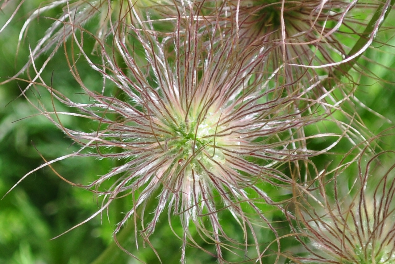 Sie sieht auch nach ihrer Blüte interessant aus.