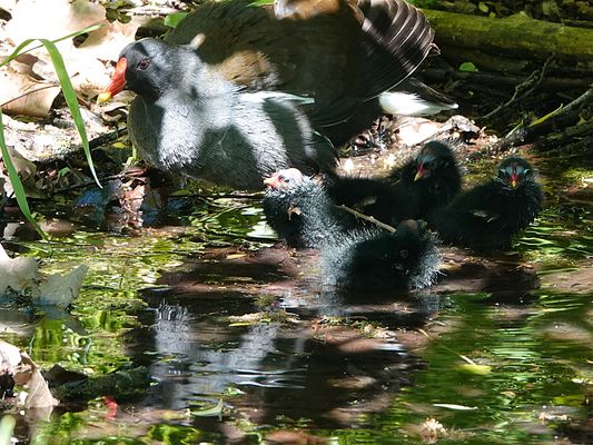 sie sind angekommen und nehmen das erste Bad