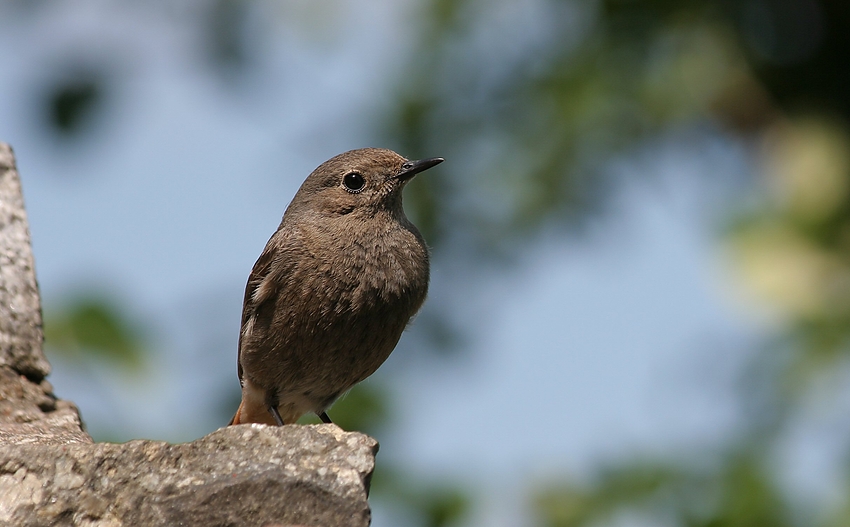 Sie sind auch Untermieter bei uns im Garten