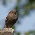 Sie sind auch Untermieter bei uns im Garten