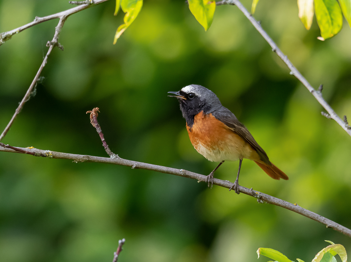 Sie sind auch wieder zurück in unserem Garten Foto & Bild tiere
