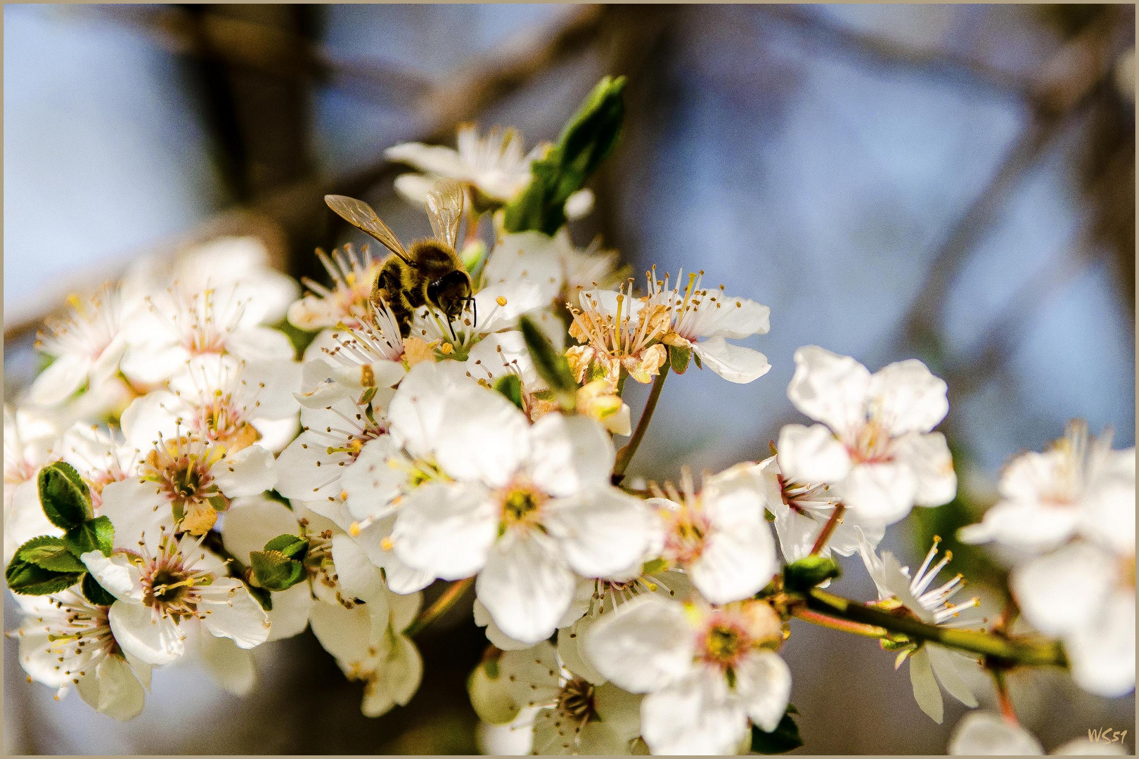 sie sind begehrt, die ersten Blüten...