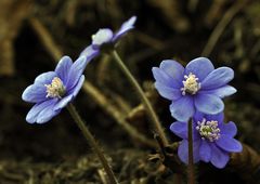 sie sind die ersten nach dem Schnee