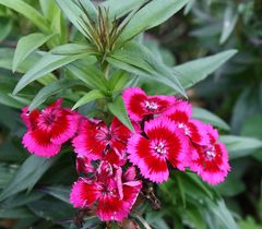 sie sind die letzten Blüher im Garten