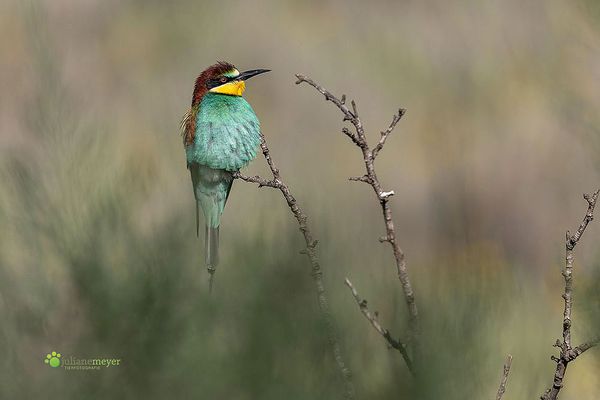 Sie sind einfach eine Augenweide!