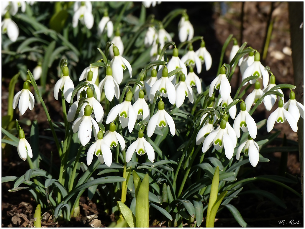 Sie sind erblüht , der Frühling ist nicht mehr weit ,