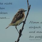 sie sind...