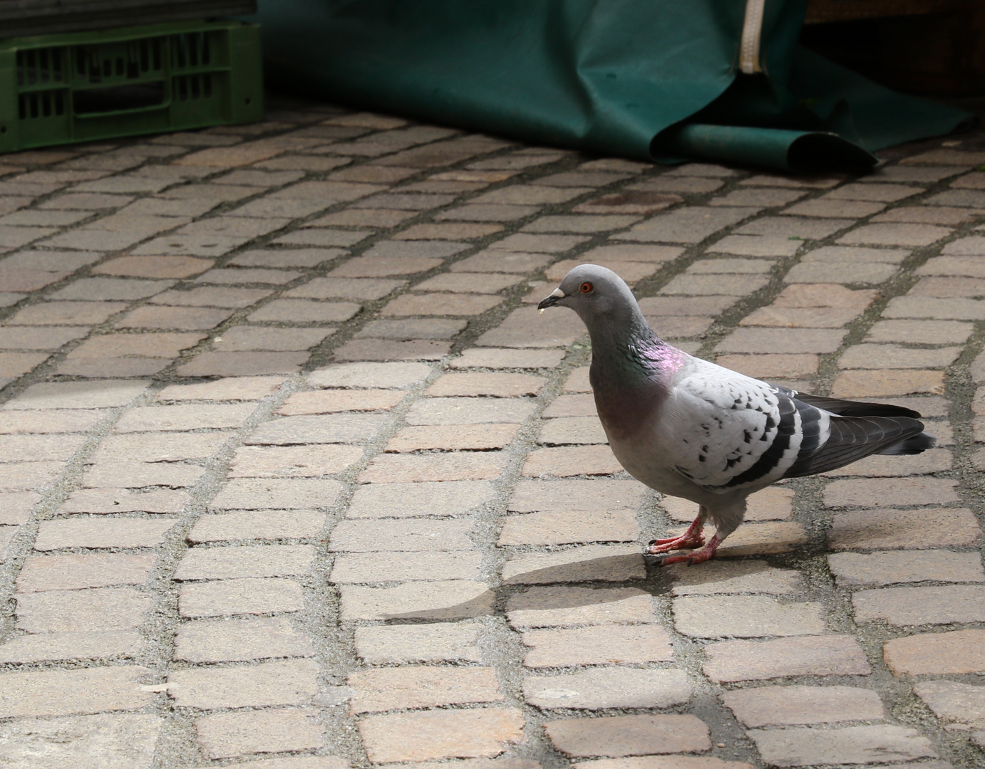 Sie sind mitten unter uns!