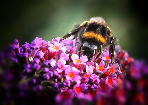 Sie sind nicht nur....