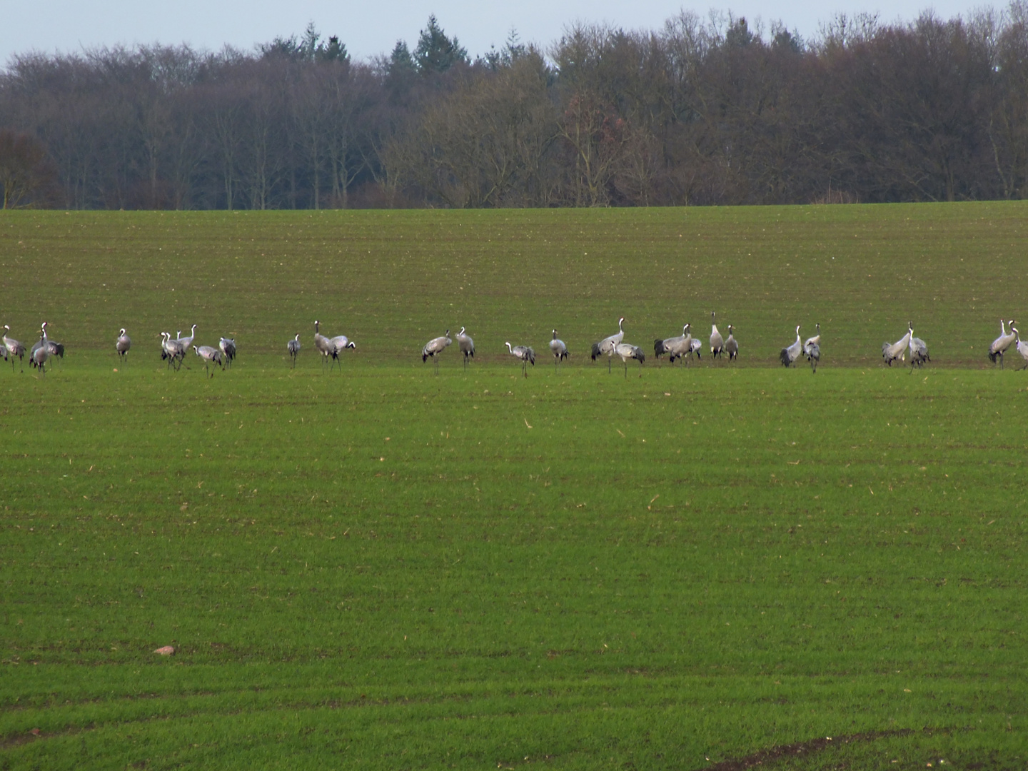 sie sind noch da