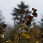 Sie sind noch nicht vergessen die Sonnenblumen hier gibt es noch reichlich Nahrung