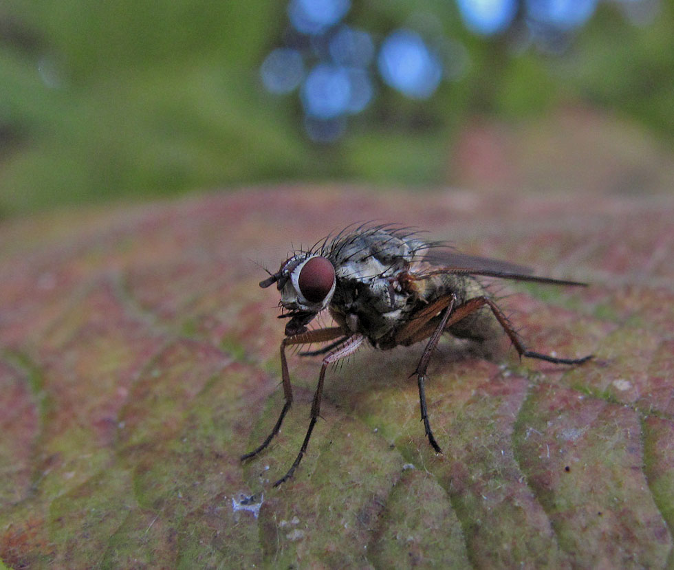 Sie sind noch überall zu sehen, die Fliegen