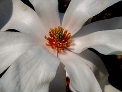 sie sind oft die ersten...