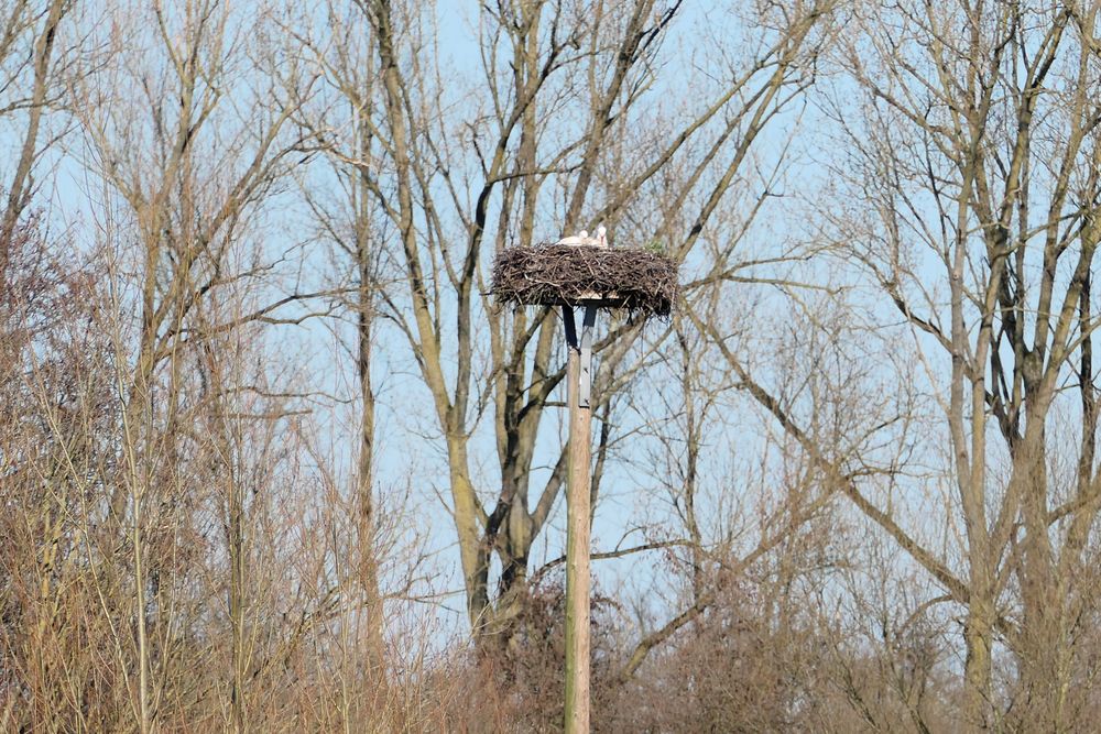 Sie sind schon da!