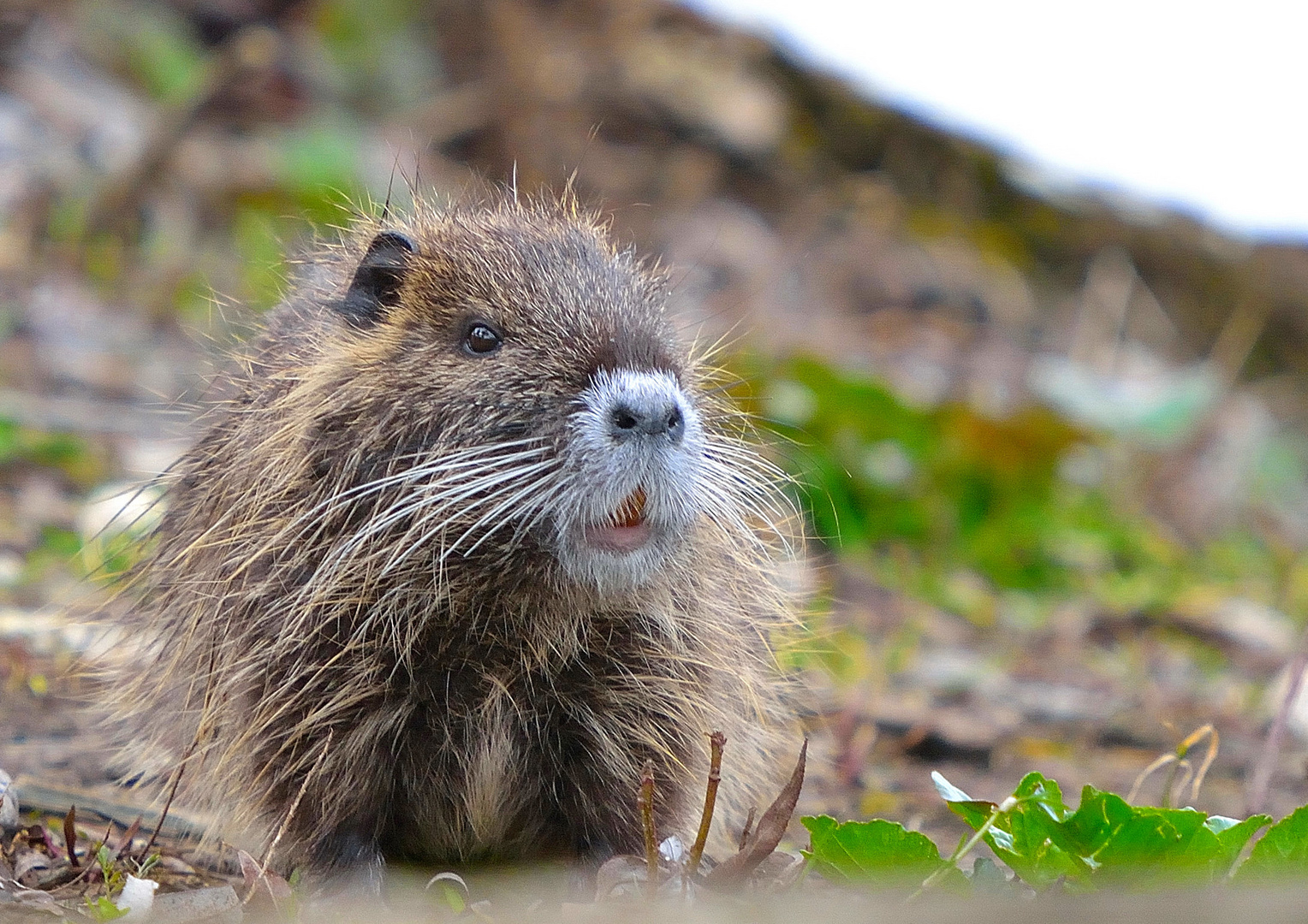 Sie sind schon unterwegs, Nutria 2014 auf Nahrungssuche