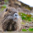 Sie sind schon unterwegs, Nutria 2014 auf Nahrungssuche