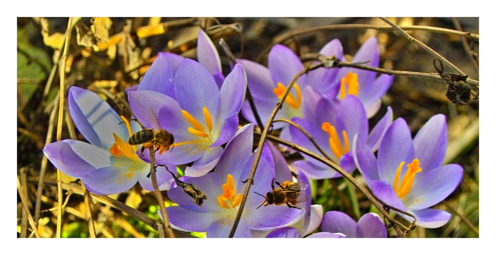 Sie sind schon wieder Bienenfleißig !