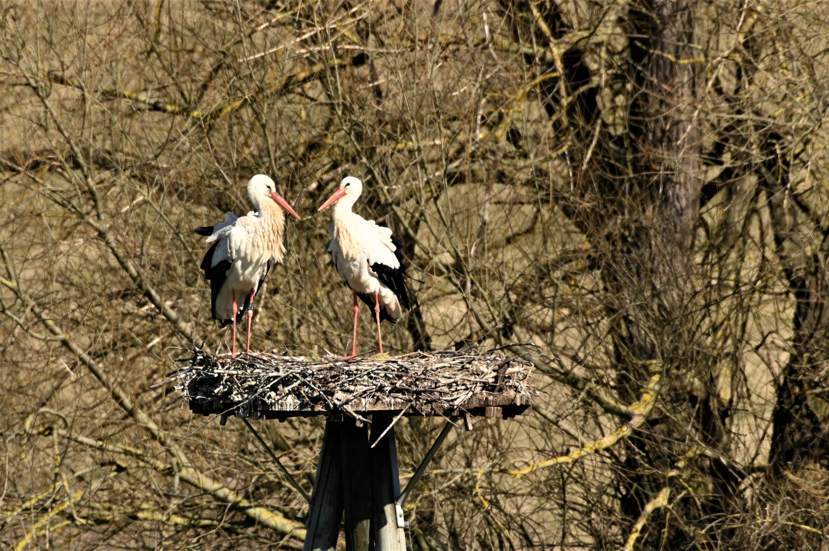 Sie sind schon wieder da !