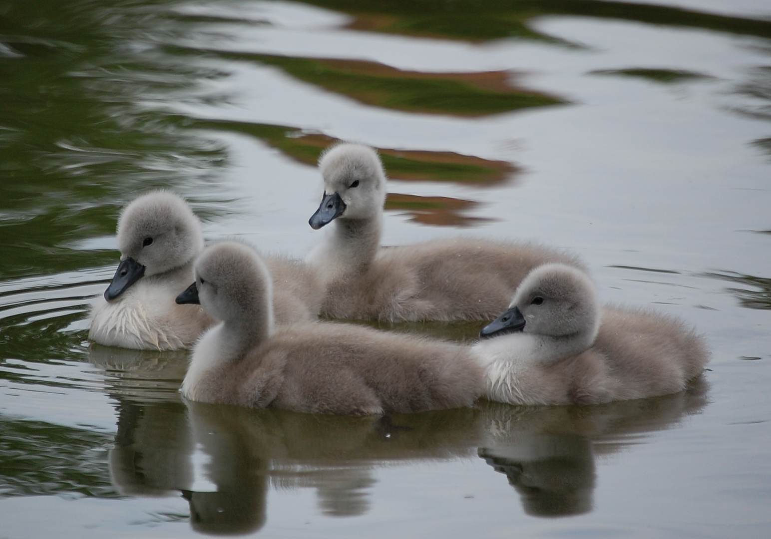 Sie sind so flauschig!