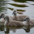 Sie sind so flauschig!