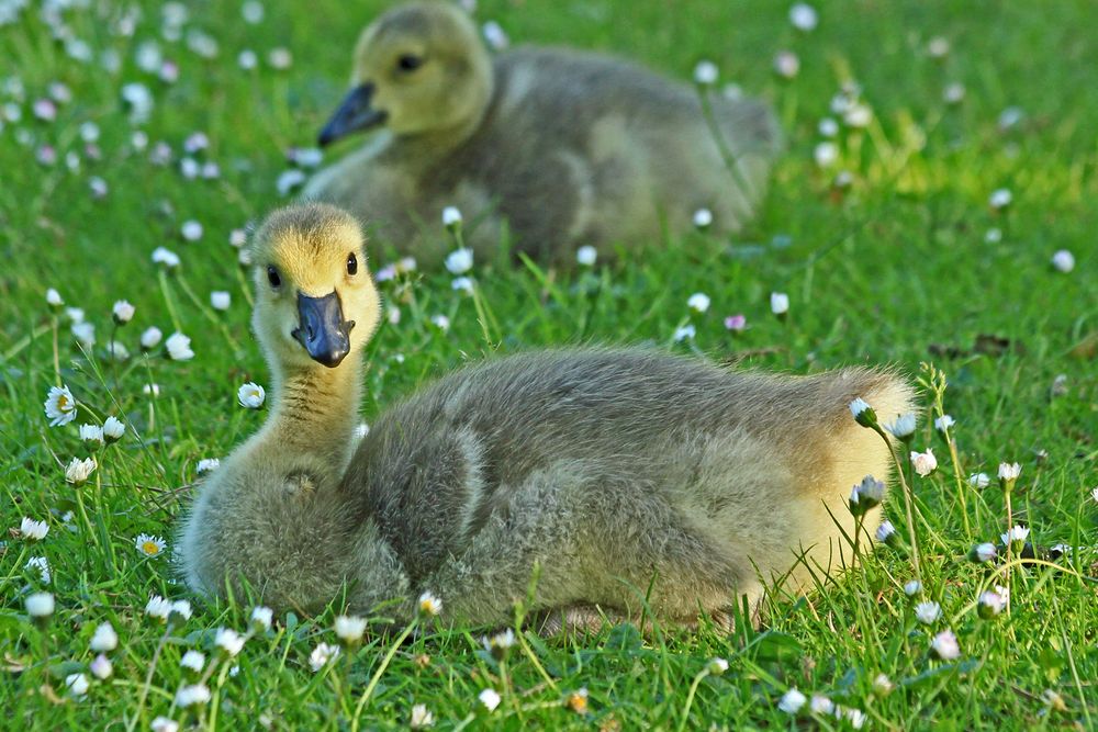 Sie sind wieder da