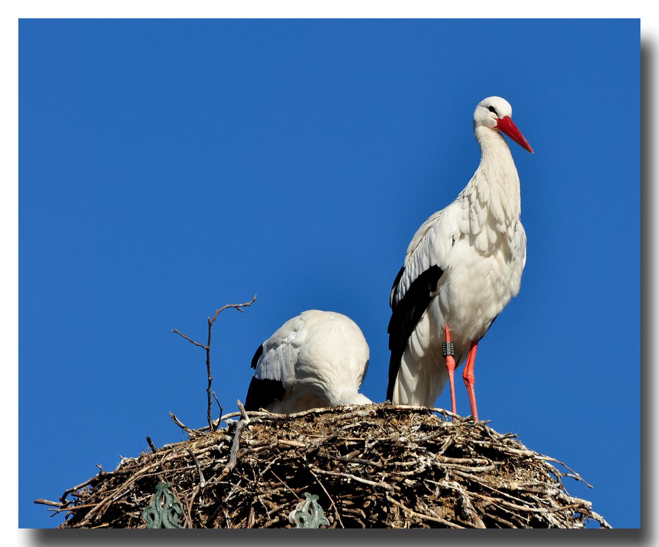 Sie sind wieder da (1)