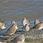 Sie sind wieder da! (1) Die Alpenstrandläufer (Calidris alpina) . . .