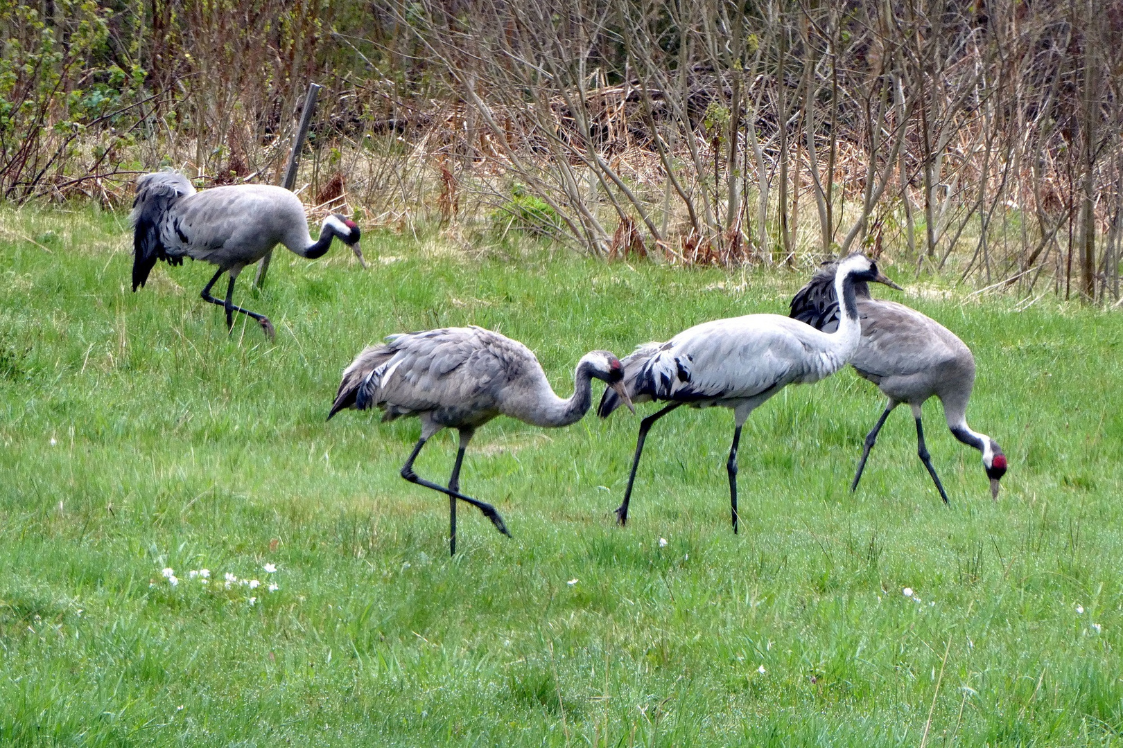 ... sie sind wieder da! ... 