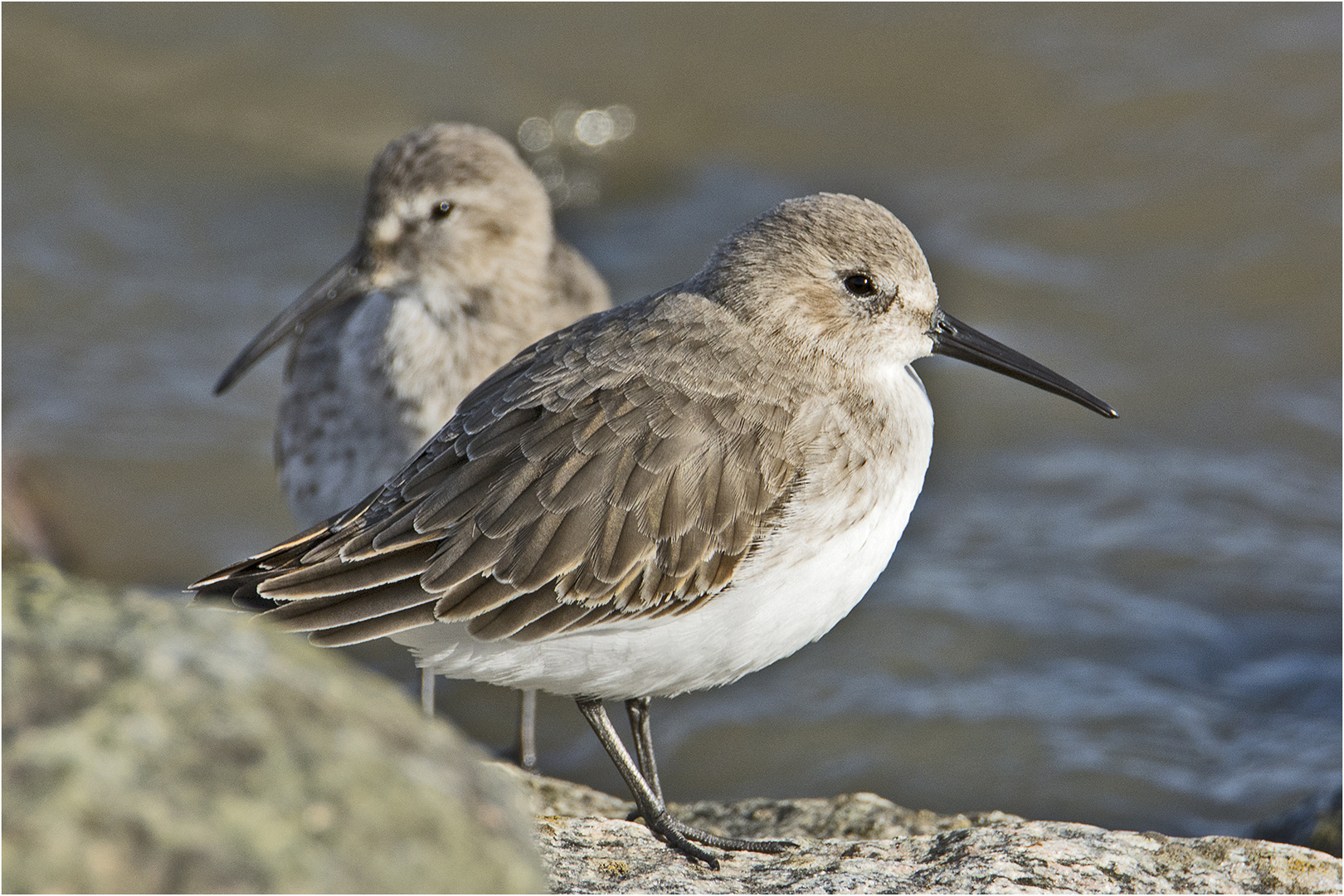 Sie sind wieder da! (2) Die Alpenstrandläufer (Calidris alpina) . . .