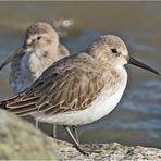 Sie sind wieder da! (2) Die Alpenstrandläufer (Calidris alpina) . . .