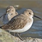 Sie sind wieder da! (2) Die Alpenstrandläufer (Calidris alpina) . . .