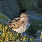 Sie sind wieder da! (3) Die Alpenstrandläufer (Calidris alpina) . . .