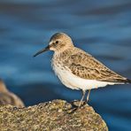 Sie sind wieder da! (4) Die Alpenstrandläufer (Calidris alpina) . . .