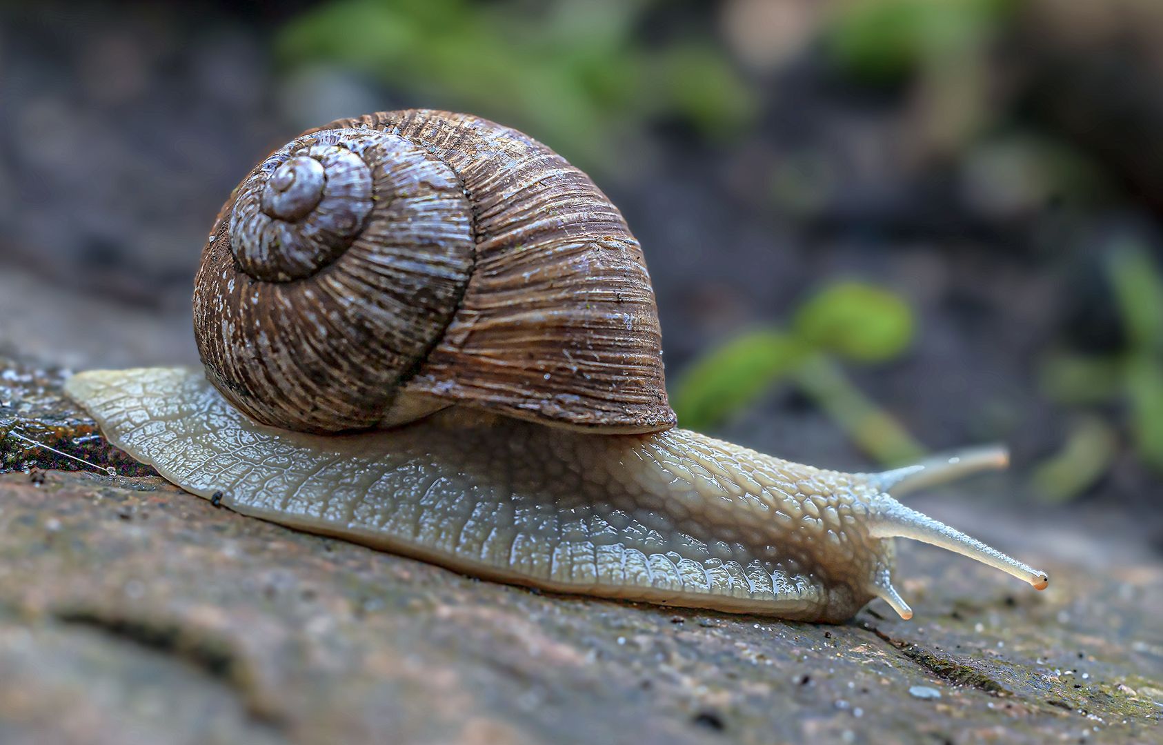 sie sind wieder da