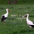 Sie sind wieder da!