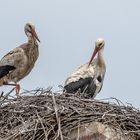 Sie sind wieder da.