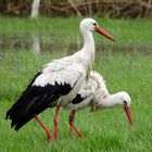 Sie sind wieder da ! Ausgang nur noch zu zweit !